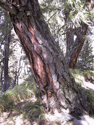 Larix decidua