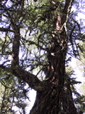 Larix decidua