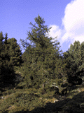 Larix decidua