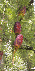 Larix gmelinii