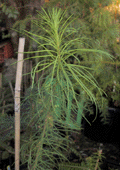 Larix occidentalis