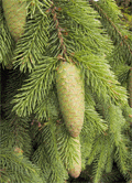 Picea abies