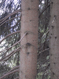 Picea abies