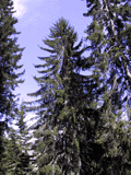 Picea abies