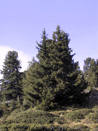 Picea abies