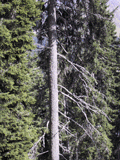 Picea alpestris