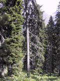Picea alpestris