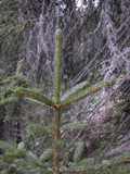 Picea abies