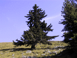 Picea alpestris