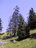 Picea alpestris