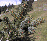 Picea alpestris