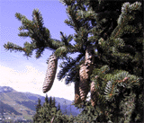Picea alpestris