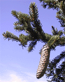 Picea alpestris