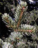 Picea alpestris