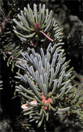 Picea alpestris