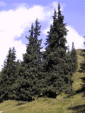Picea alpestris