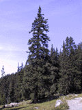 Picea alpestris