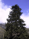 Picea alpestris