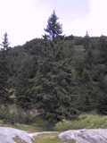 Picea alpestris