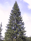 Picea alpestris