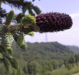 Picea balfouriana
