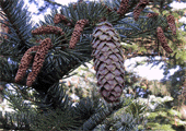 Picea bicolor