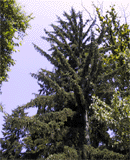 Picea koyamae