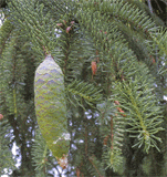 Picea koyamae
