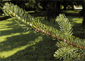 Picea koyamae
