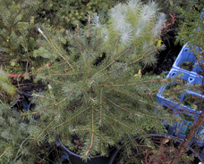 Picea martinezii