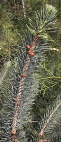 Picea mexicana
