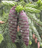 Picea orientalis