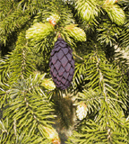 Picea purpurea
