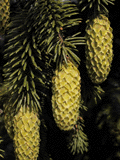 Picea sitchensis