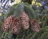 Picea sitchensis