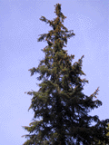 Picea sitchensis