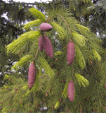 Picea smithiana