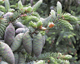 Picea mariana