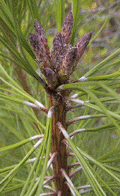 Pinus attenuata