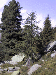 Larix decidua