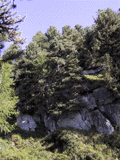 Pinus cembra