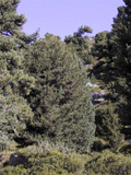 Pinus cembra