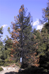 Pinus cembra