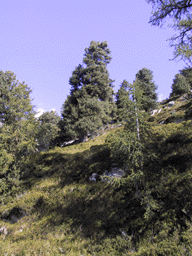 Pinus cembra