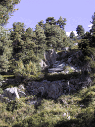 Pinus cembra