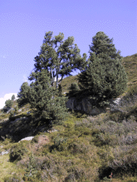 Pinus cembra