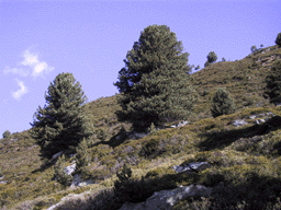 Pinus cembra