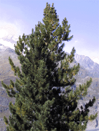 Pinus cembra
