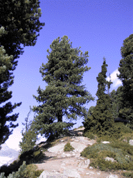 Pinus cembra