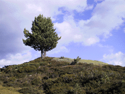 Pinus cembra